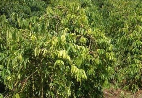 Vụ nữ sinh chết lõa thể: Bắt giam 1 nghi can