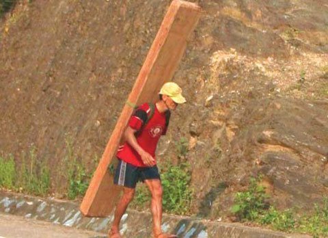 Thương lái TQ ráo riết săn lùng gỗ quý