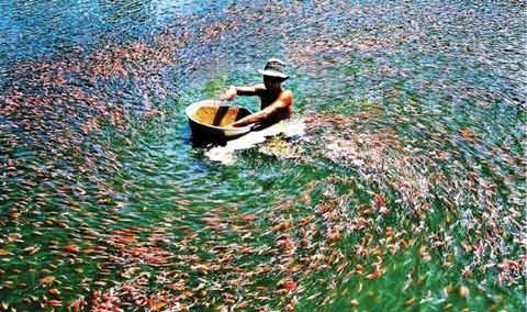 Đưa cá, tôm trở lại bầy đàn