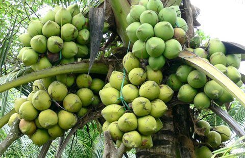 Thương lái Trung Quốc thuê xe tải mua dừa