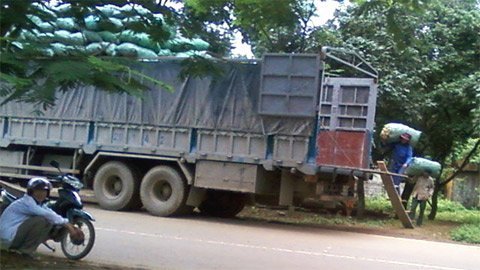 Thương lái Trung Quốc lại tận thu dây gai