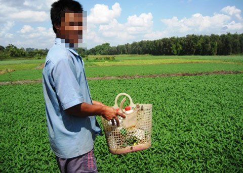 Hoảng hồn với rau muống nhiễm độc thuốc trừ sâu