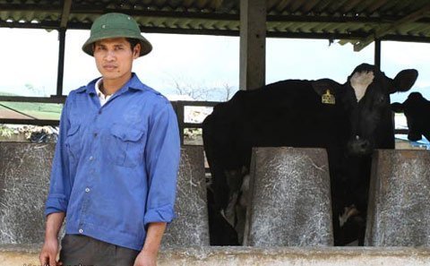 Cầm bằng đại học về quê... chăn bò