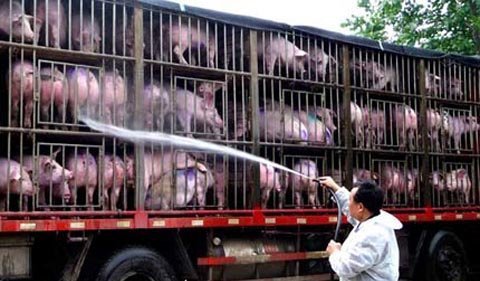 Những chú lợn được nuôi kiểu 