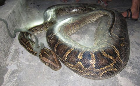 Bắt trăn gấm nặng hơn 35 kg