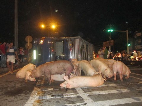 Xe tải lật, đàn heo nhốn nháo trên quốc lộ