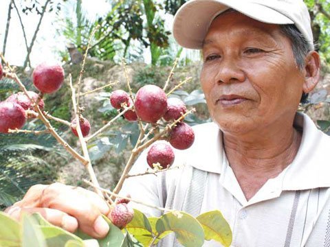 Thu lợi cao từ cây nhãn tím