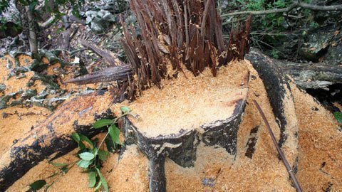 Rừng nghiến Ba Bể bị tận diệt chóng mặt