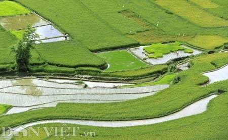 Mù Cang Chải đẹp đắm say mùa gieo cấy