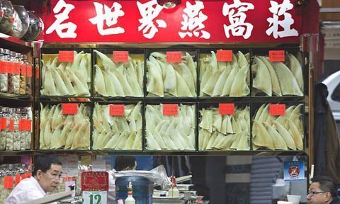 Trung Quốc cấm vi cá mập trên bàn tiệc chính phủ