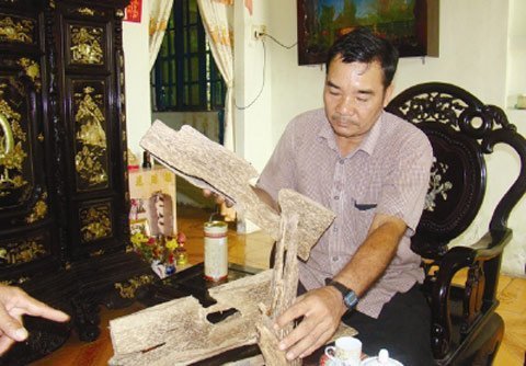 Vỡ mộng trồng dó bầu thu tiền tỷ