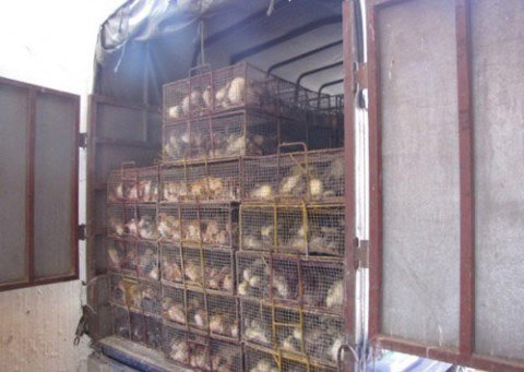 Gà siêu rẻ Trung Quốc tràn vào Việt Nam