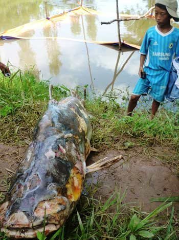 Cá tra “cực khủng” 72kg đã chết