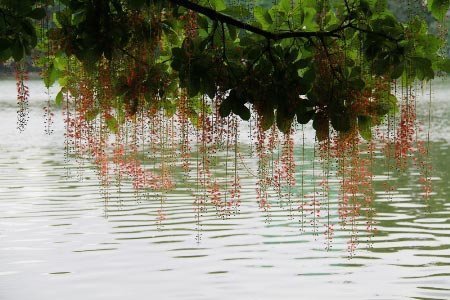 Mùa lộc vừng Hồ Gươm