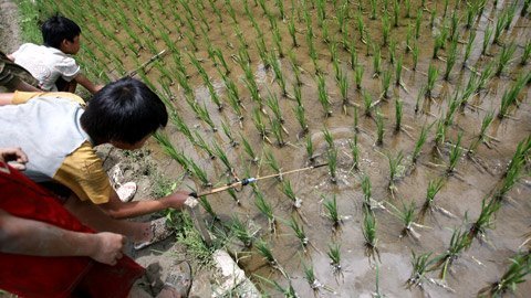 Mưu sinh bằng nghề bắn săn sắt ở xứ Mường Bi