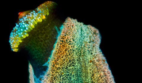 Những bức ảnh tuyệt đẹp về thế giới siêu nhỏ