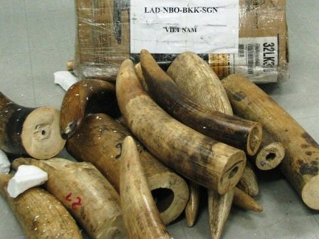 Phát hiện 137 kg ngà voi lậu qua đường hàng không