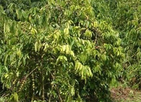 Đi nhờ xe, nữ sinh bị hãm hiếp