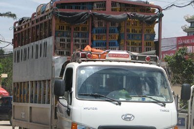 Bắt 4 tấn gà lậu đang trên đường vào Thủ đô