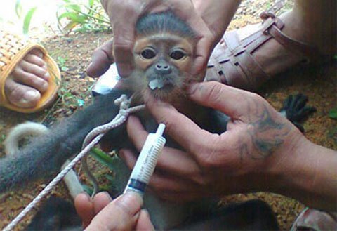 Gia đình không tin con trai giết khỉ quý hiếm