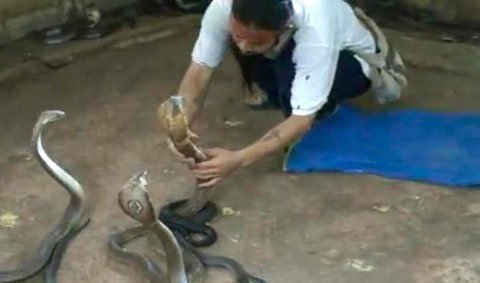 Người không sợ hổ mang chúa