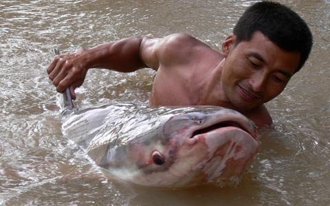 Hình ảnh cá tra 86kg được 'chăm sóc' đặc biệt