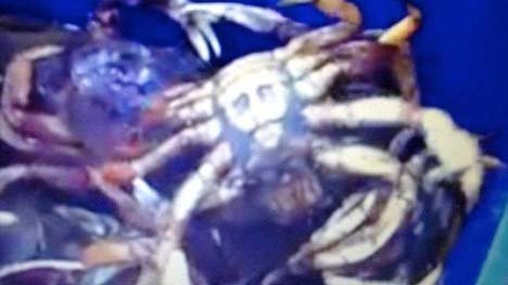 Phát hiện cua có mặt hình Osama bin Laden