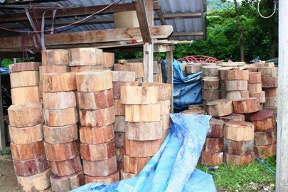 Gỗ nghiến nằm la liệt cạnh chốt chặn Kiểm lâm