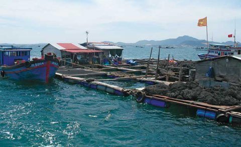 Phạt 4 công ty nước ngoài nuôi cá tại Cam Ranh