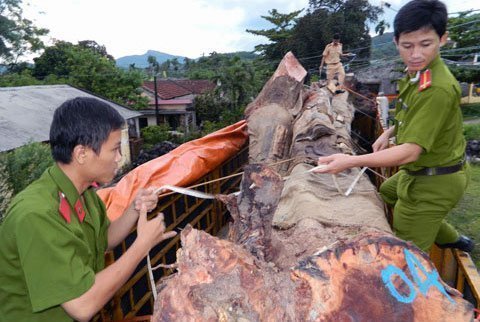 Thương lái Trung Quốc lùng sục mua cây trâm