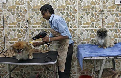 Hốt bạc từ nghề chăm sóc cún cưng