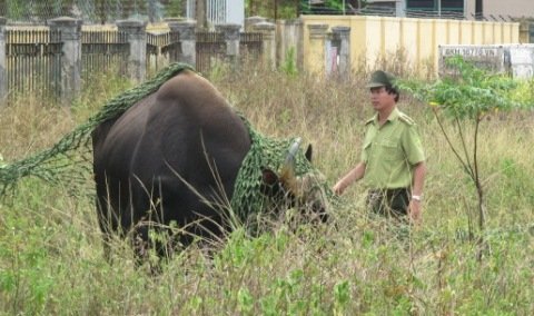 Con bò làm ảnh hưởng 12 chuyến bay, 1.800 người