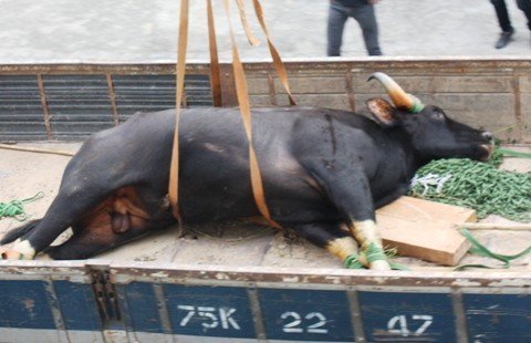 Vì sao bò tót náo loạn sân bay Huế chết?