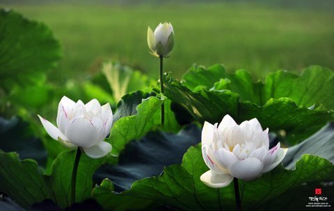 Treo ảnh sen ở lưng chừng trời