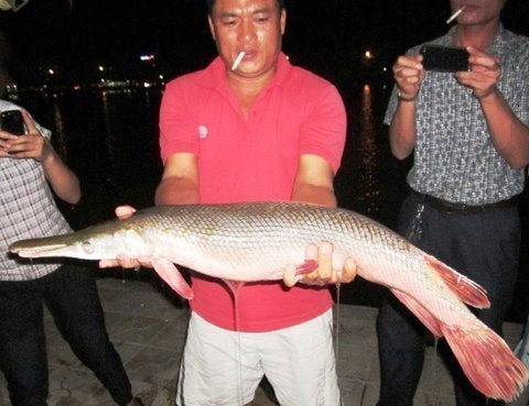 Nóng trong ngày: Bắt được cá lạ giữa thành phố