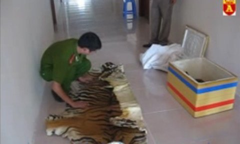 Bộ da hổ trên xế hộp của 