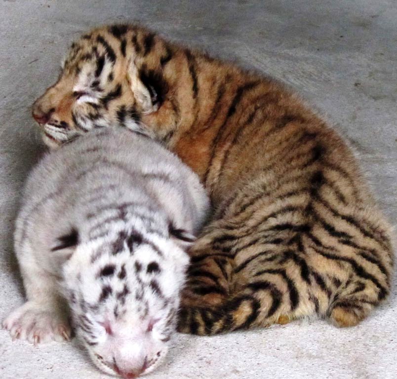 Chú hổ con trắng bên cạnh “người anh em” có lông vàng giống mẹ Cả 3 hổ con mới sinh đều khỏe mạnh. ảnh 4
