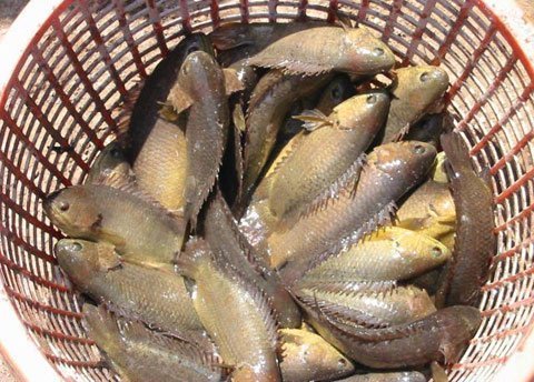 Cá rô nhiễm chất kháng sinh cấm sử dụng