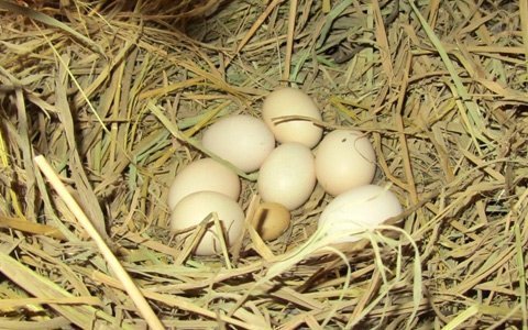 Gà đẻ trứng tý hon, nhỏ hơn trứng chim cút