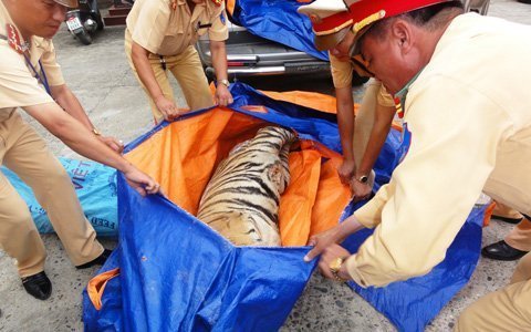 ‘Ra giá’ với CSGT hòng tẩu tán 2 xác hổ