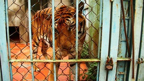 Báo nước ngoài 'tố' trại hổ VN buôn lậu động vật