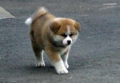 Những món quà 'bốn chân' đặc biệt của Putin