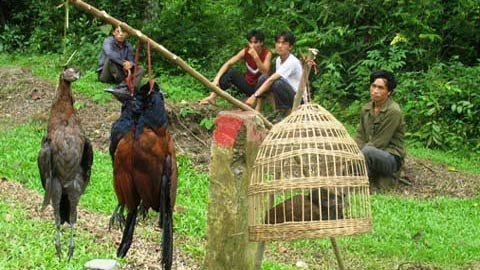 Rùng rợn cảnh động vật bị sát hại ở Việt Nam