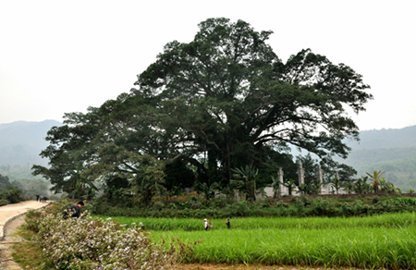 Chiêm ngưỡng Cây di sản nghìn năm tuổi tại Ba Vì