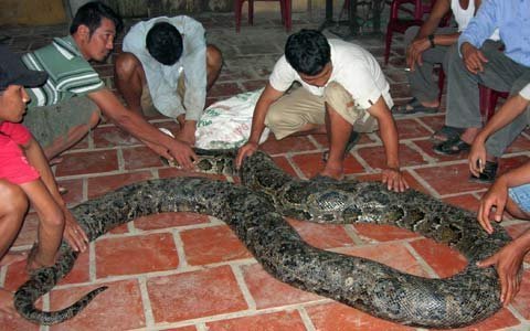 Hàng chục người vây bắt con trăn dài hơn 6m