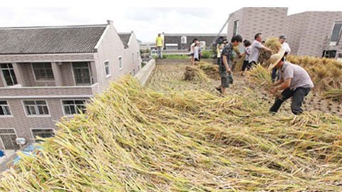 Thiếu đất canh tác, nông dân cày cấy trên nóc nhà