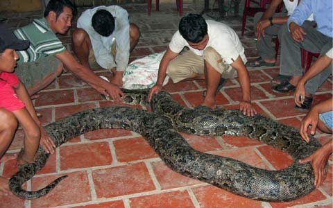 Đổ xô đi xem trăn 'khủng' ở Sóc Trăng