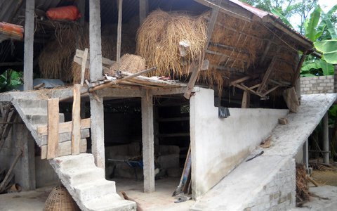 Gác trốn lũ độc đáo cho... trâu bò