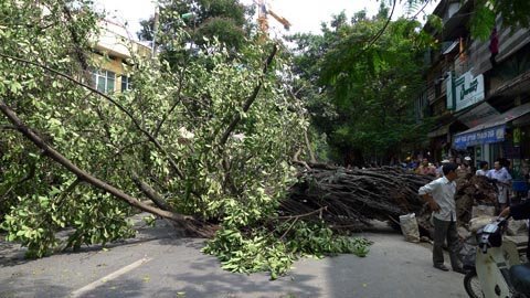 Hà Nội: Cây đa cổ đổ gục khó hiểu