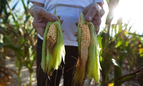 Hạn hán - Mỹ khát thì Trung Quốc đói?